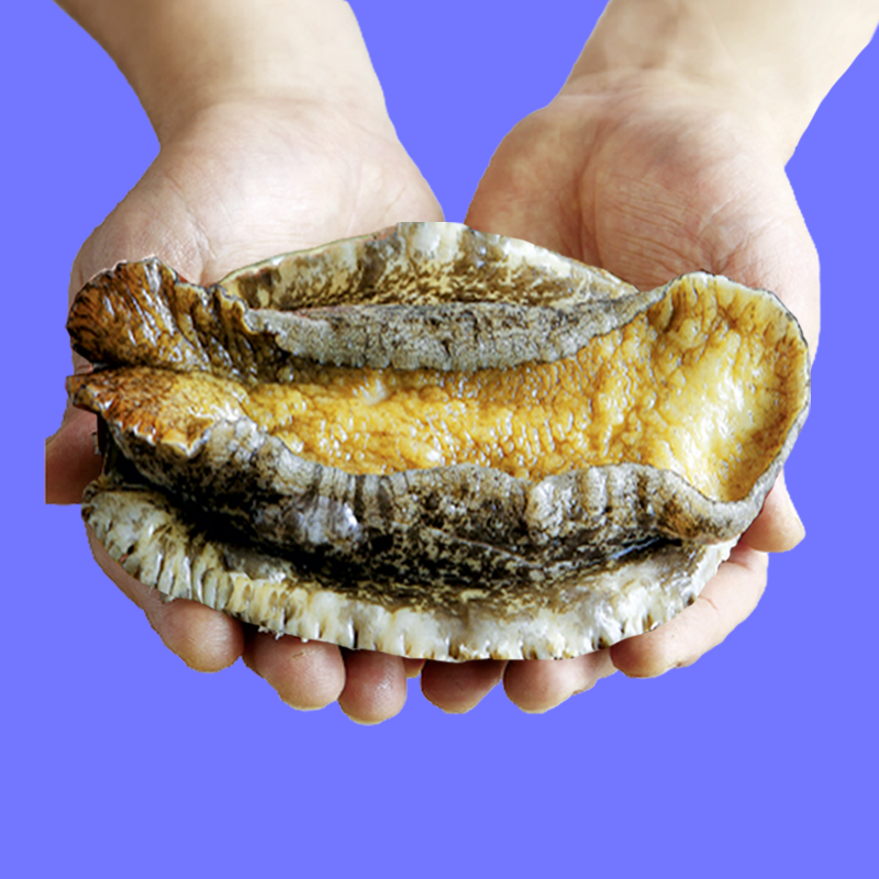 복다미 전복선물세트 특대 완도전복직거래, 1세트, 2kg