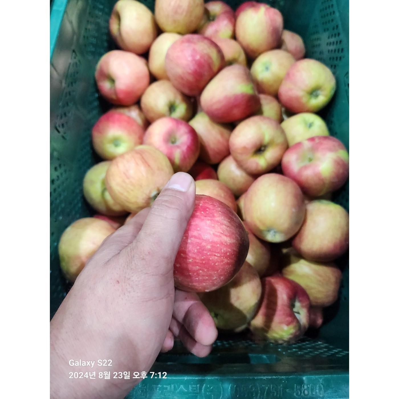 [시즌마감특가] 장인 브릭스 선별 못난이 경북사과 초고당도, 1개, 5kg 실속형경북사과 소과(25~35개)