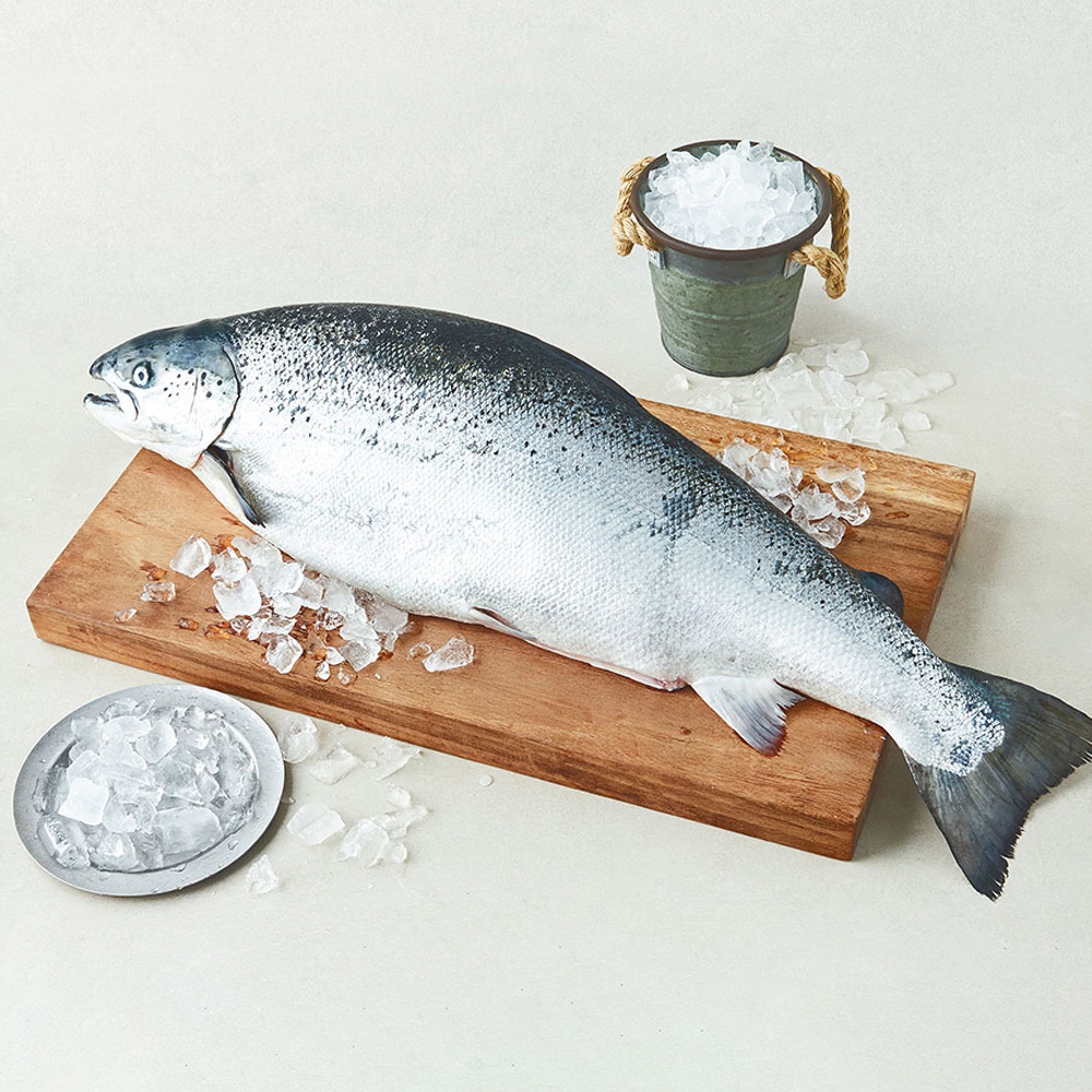 [로켓프레시] 바이킹마켓 노르웨이산 항공으로 직수입한 생연어 원물 (냉장), 1개, 6kg
